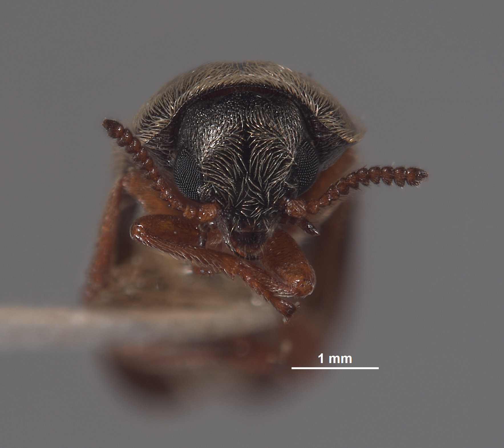 Eutrichopleurus concinnus image