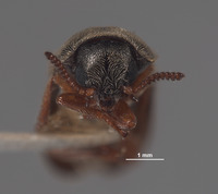 Eutrichopleurus concinnus image