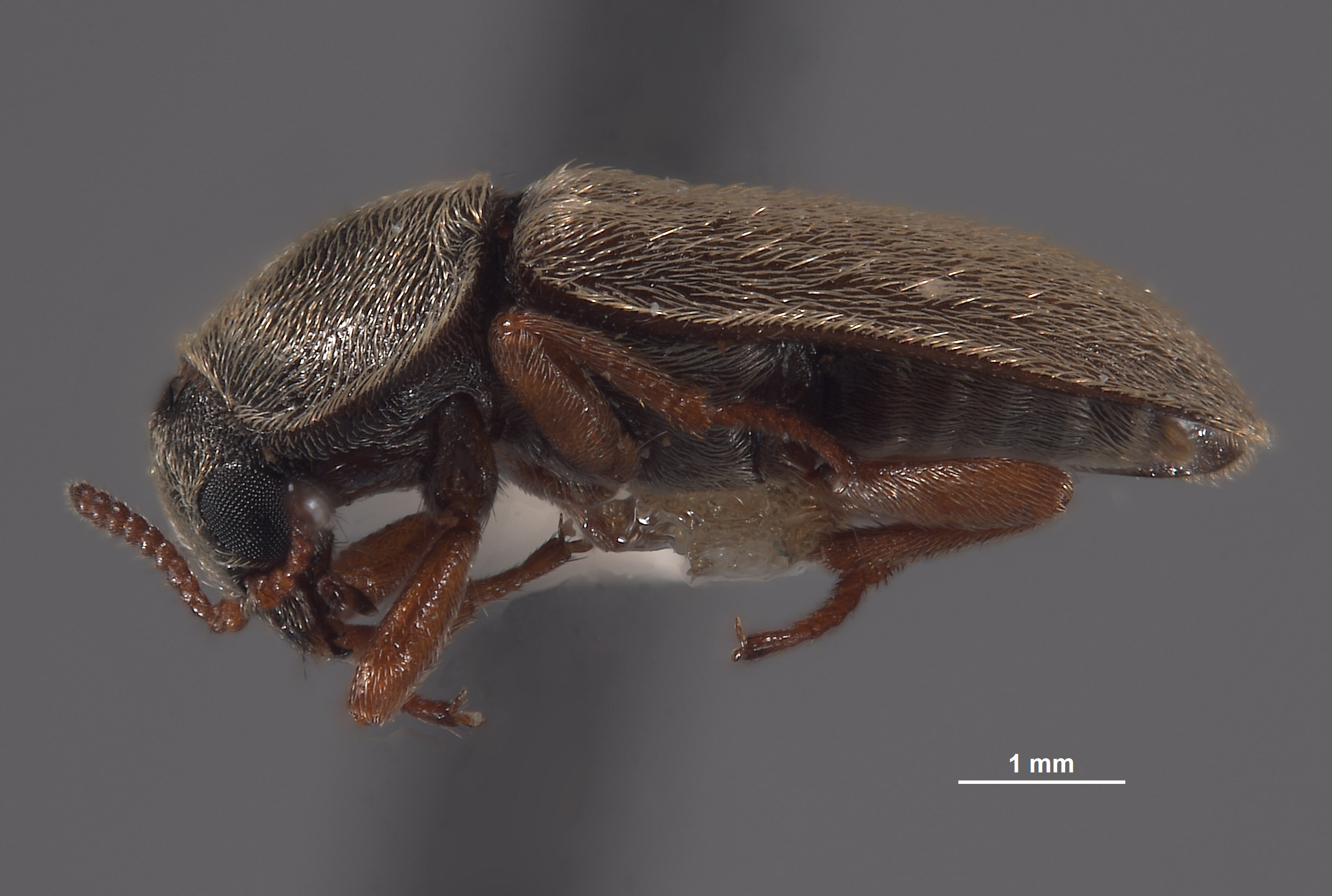Eutrichopleurus concinnus image