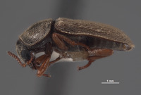 Eutrichopleurus concinnus image