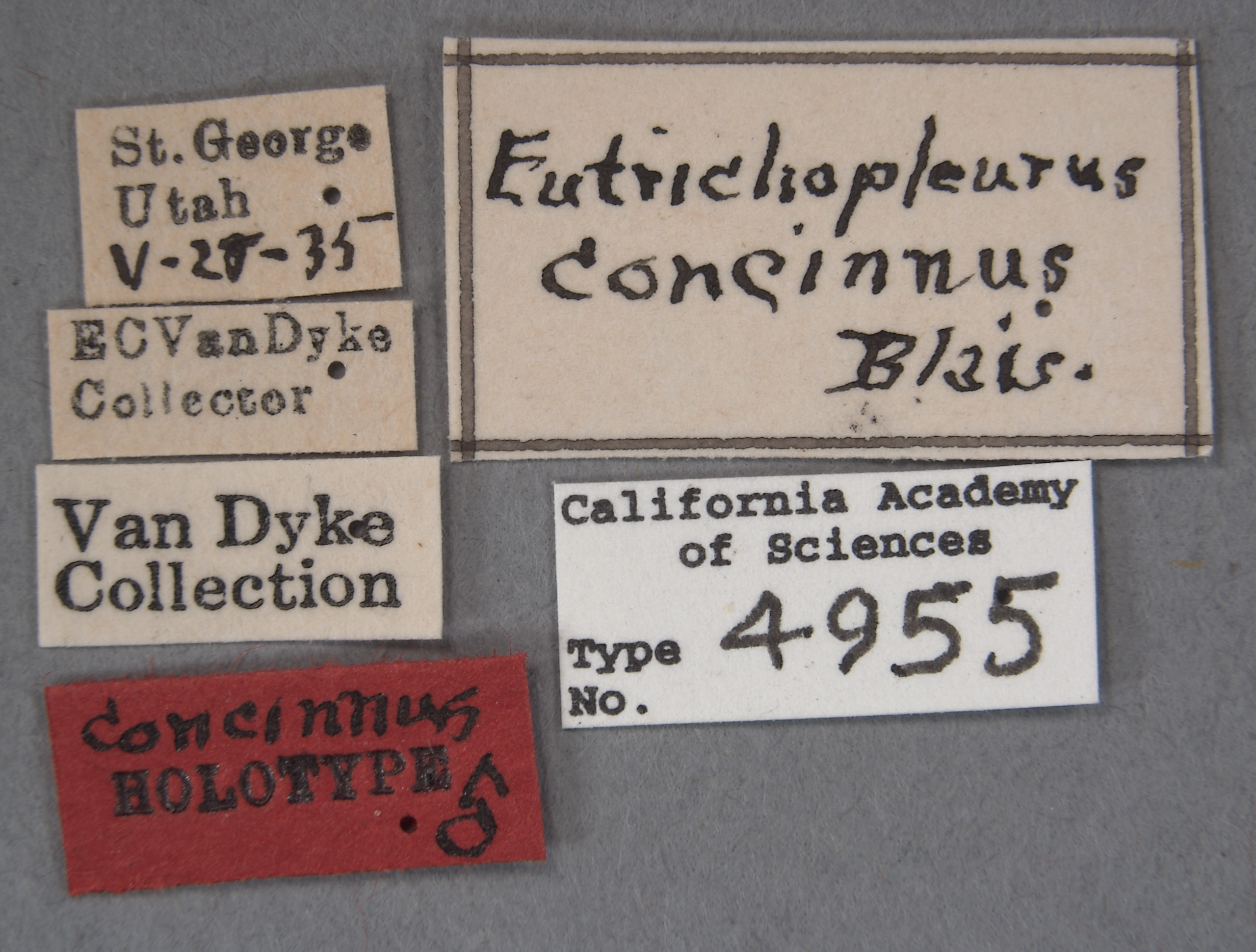 Eutrichopleurus image