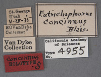 Eutrichopleurus concinnus image