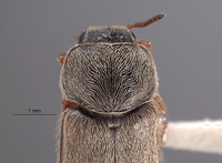 Eutrichopleurus concinnus image