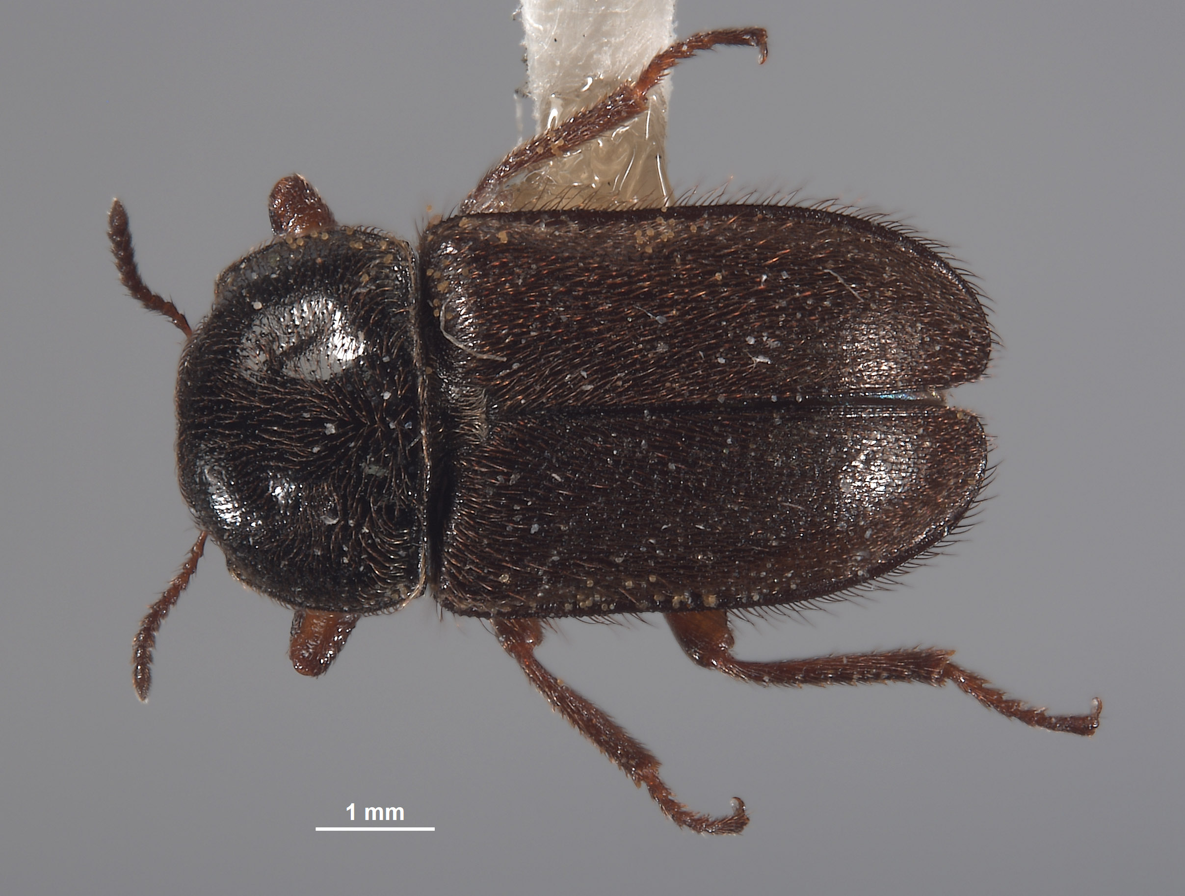 Eudasytes brunnipilosa image