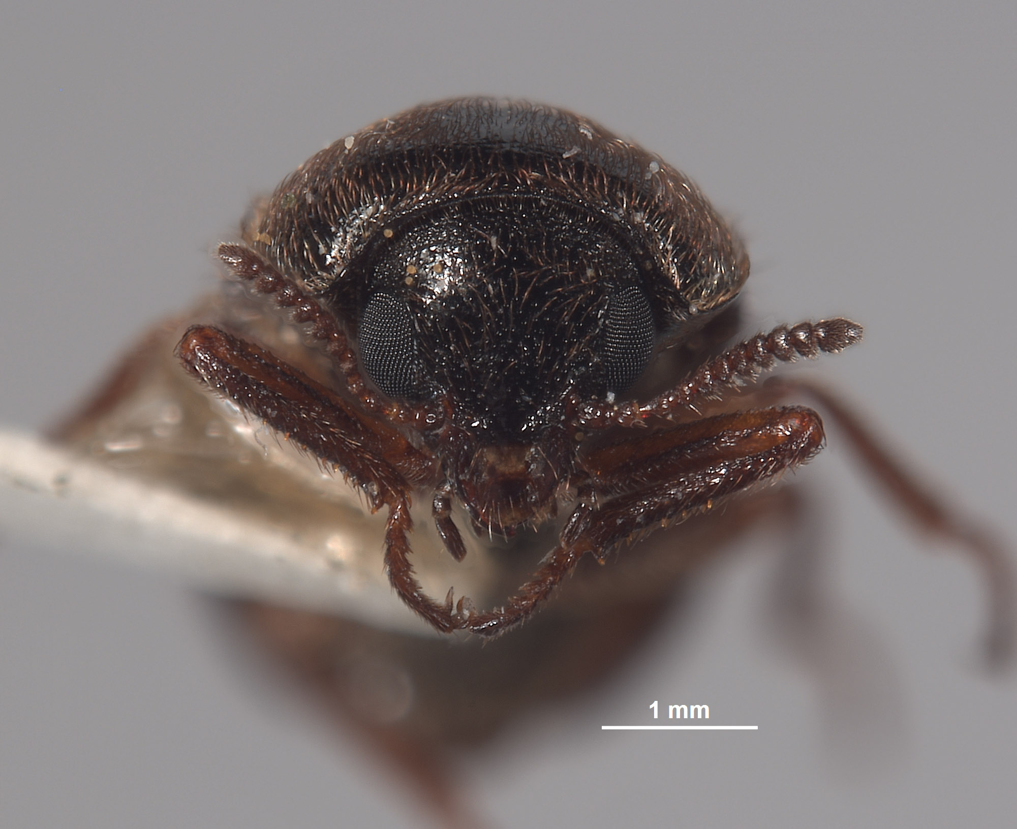 Eudasytes brunnipilosa image