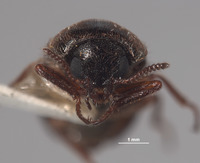 Eudasytes brunnipilosa image