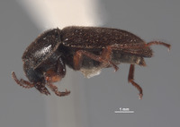 Eudasytes brunnipilosa image