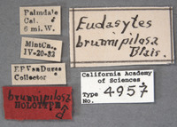 Eudasytes brunnipilosa image