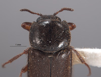 Eudasytes brunnipilosa image