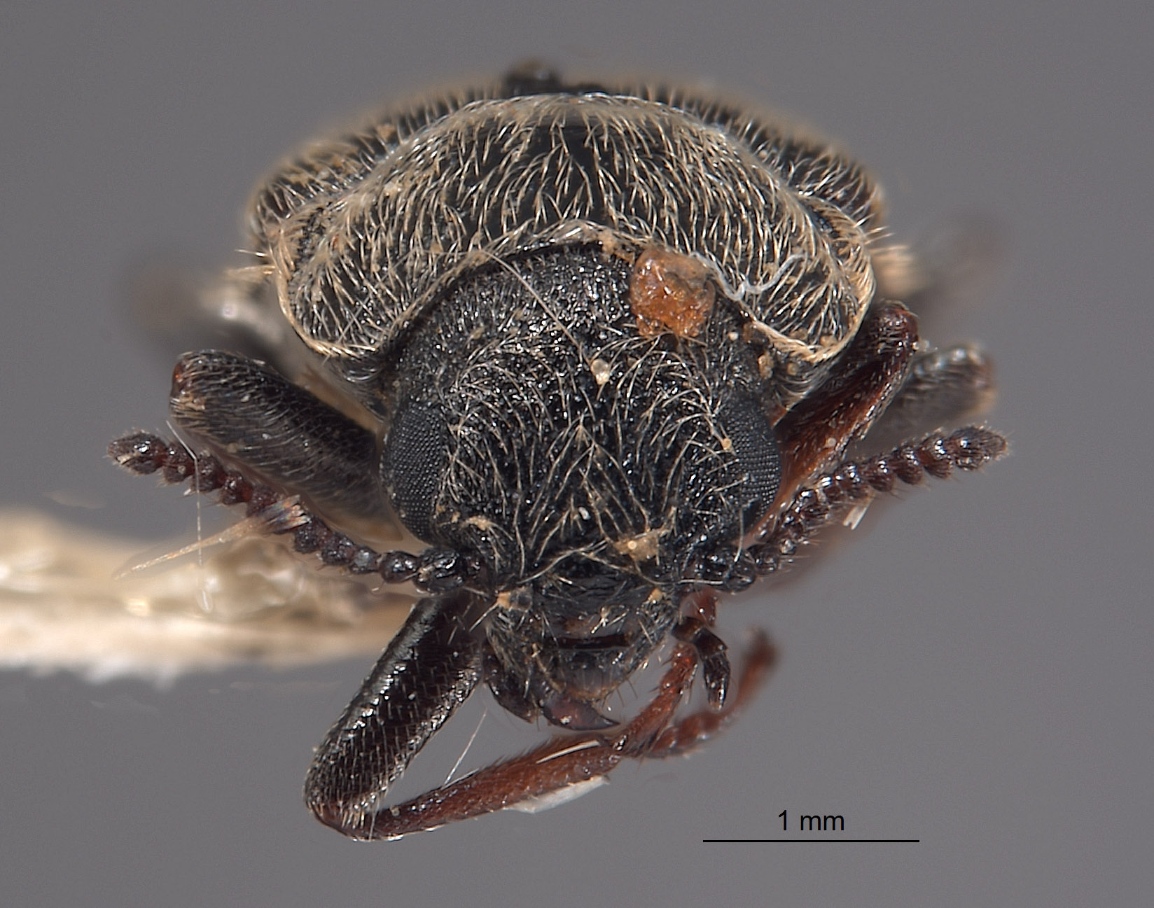 Trichochrous panamintensis image