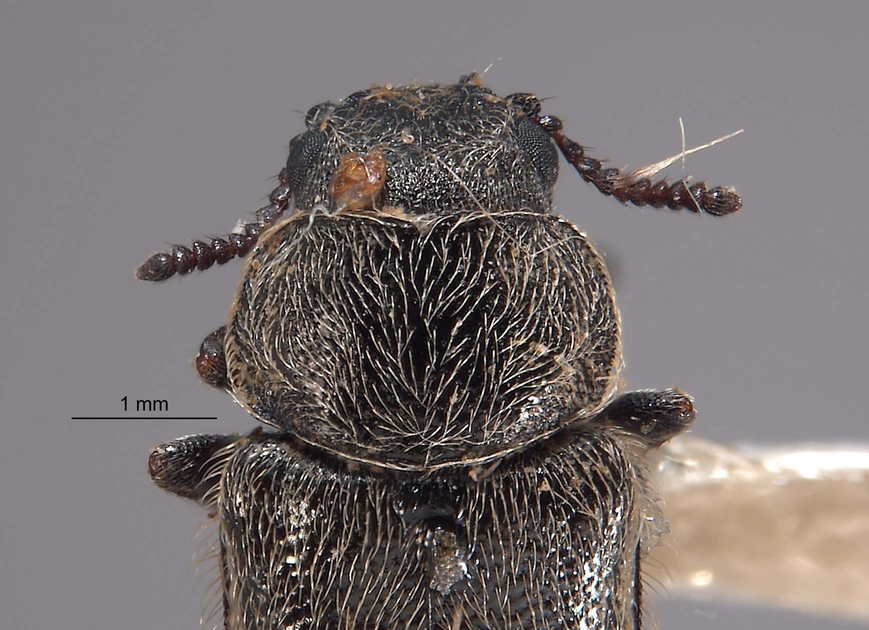 Trichochrous panamintensis image