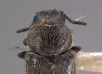 Trichochrous panamintensis image