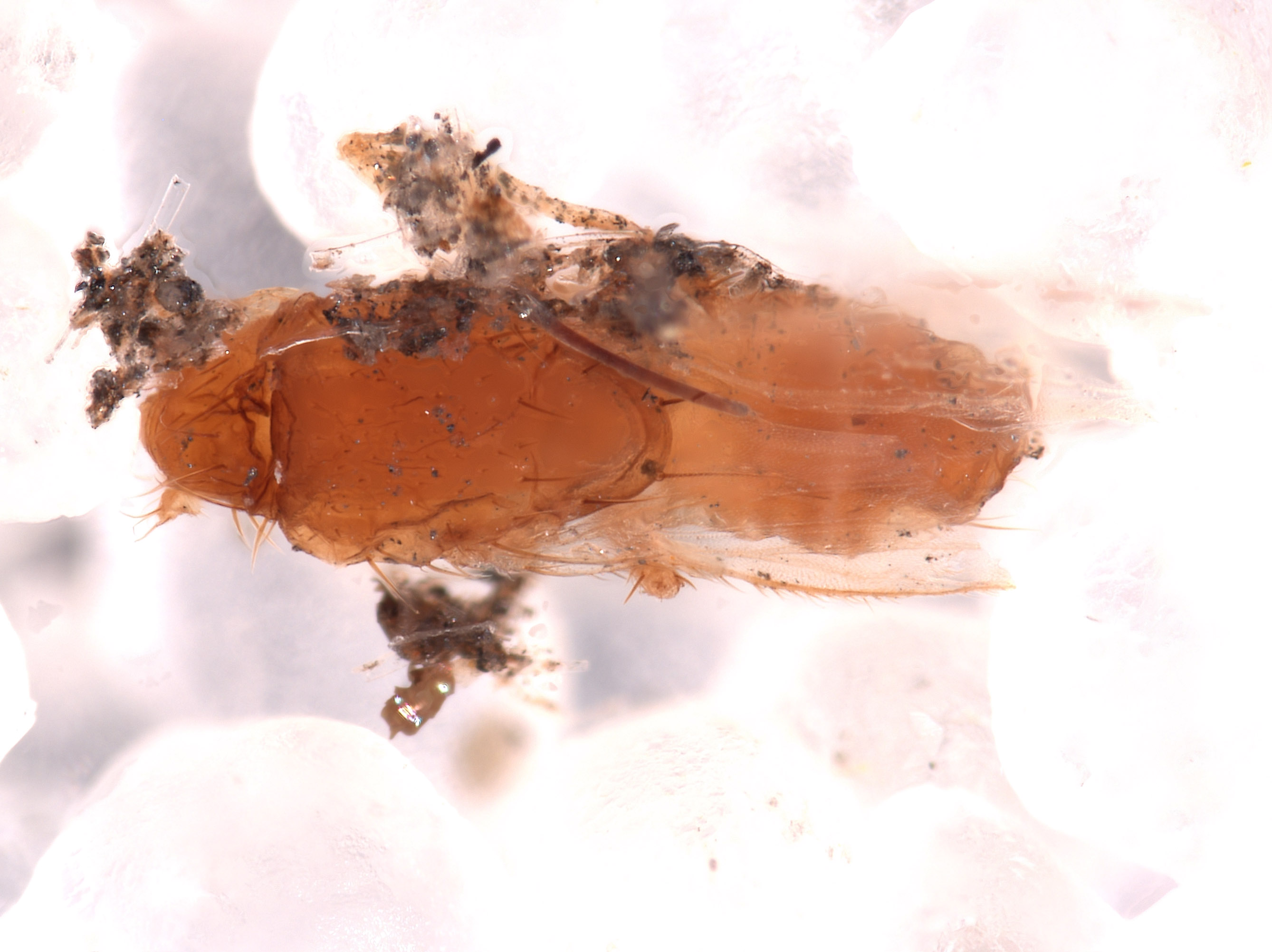 Sanfilippodytes image