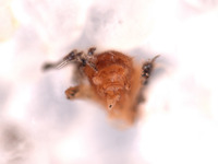 Sanfilippodytes rossi image