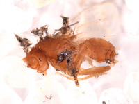 Image of Sanfilippodytes rossi