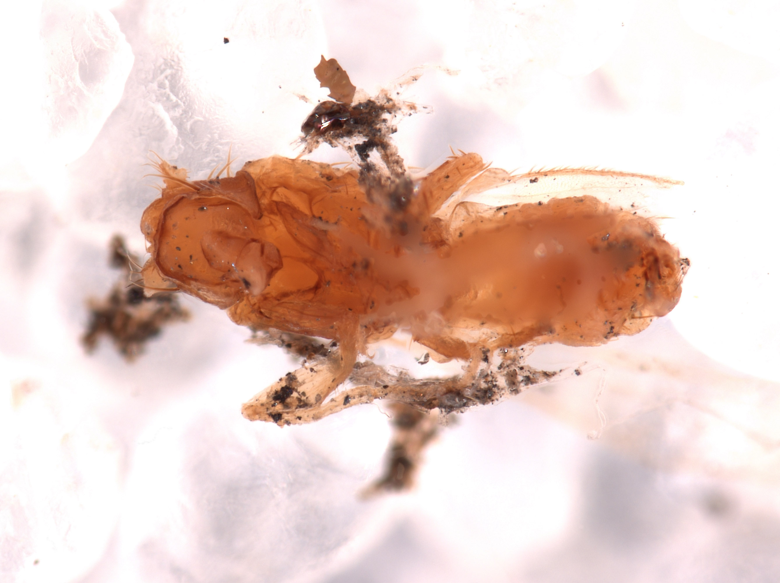 Sanfilippodytes rossi image