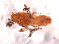 Sanfilippodytes rossi image