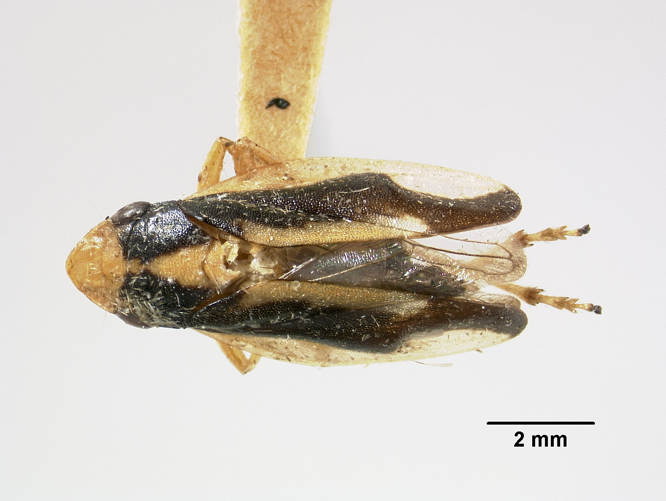 Lallemandia crockeri image