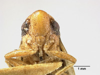 Lallemandia crockeri image