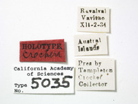 Lallemandia crockeri image