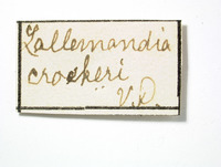 Lallemandia crockeri image