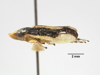 Lallemandia crockeri image