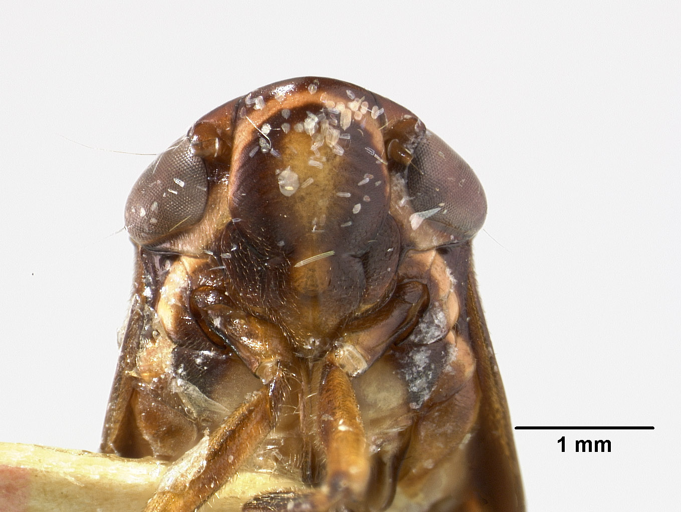 Clovia fraternus image