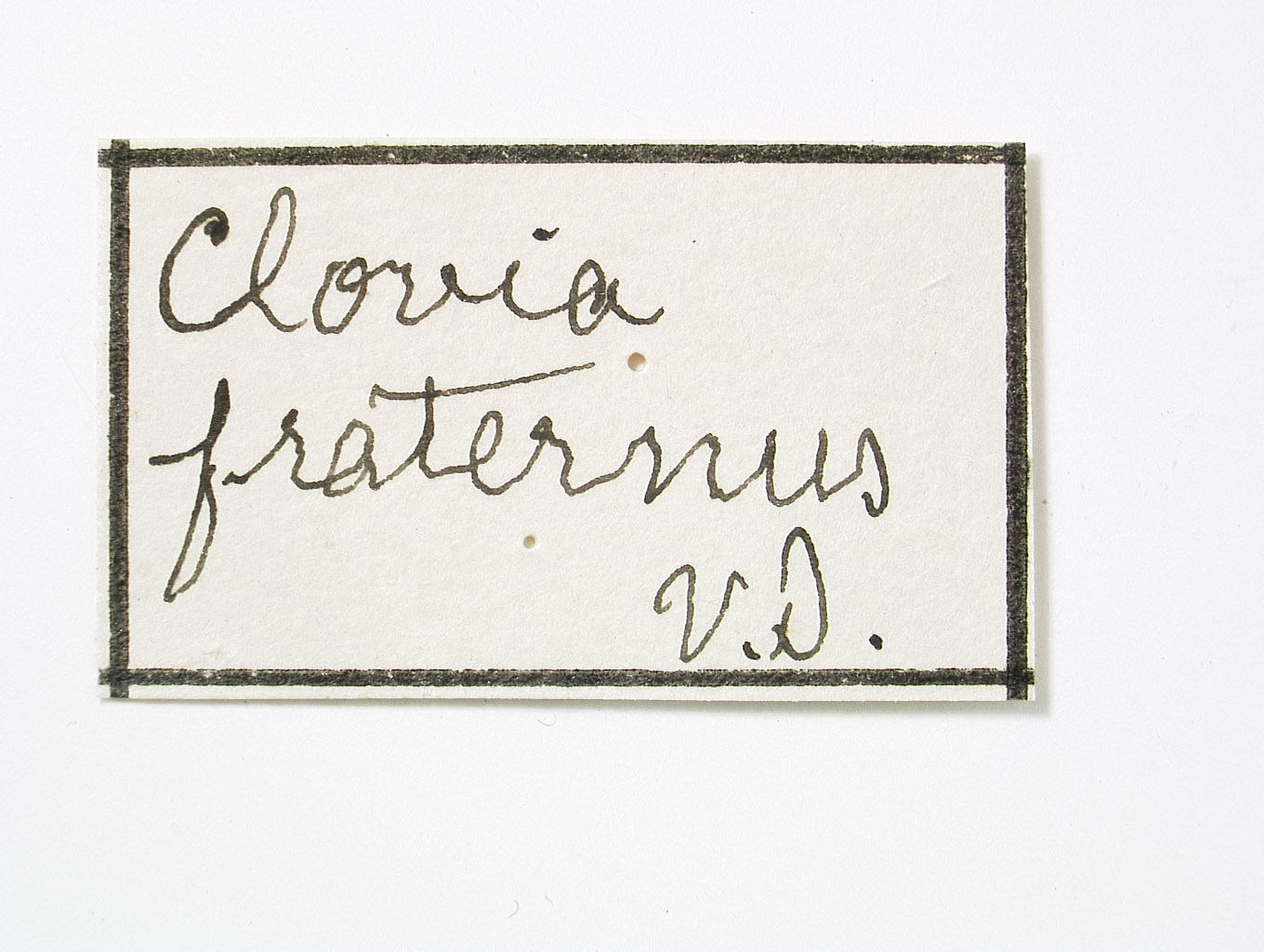 Clovia fraternus image