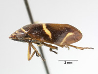 Clovia fraternus image