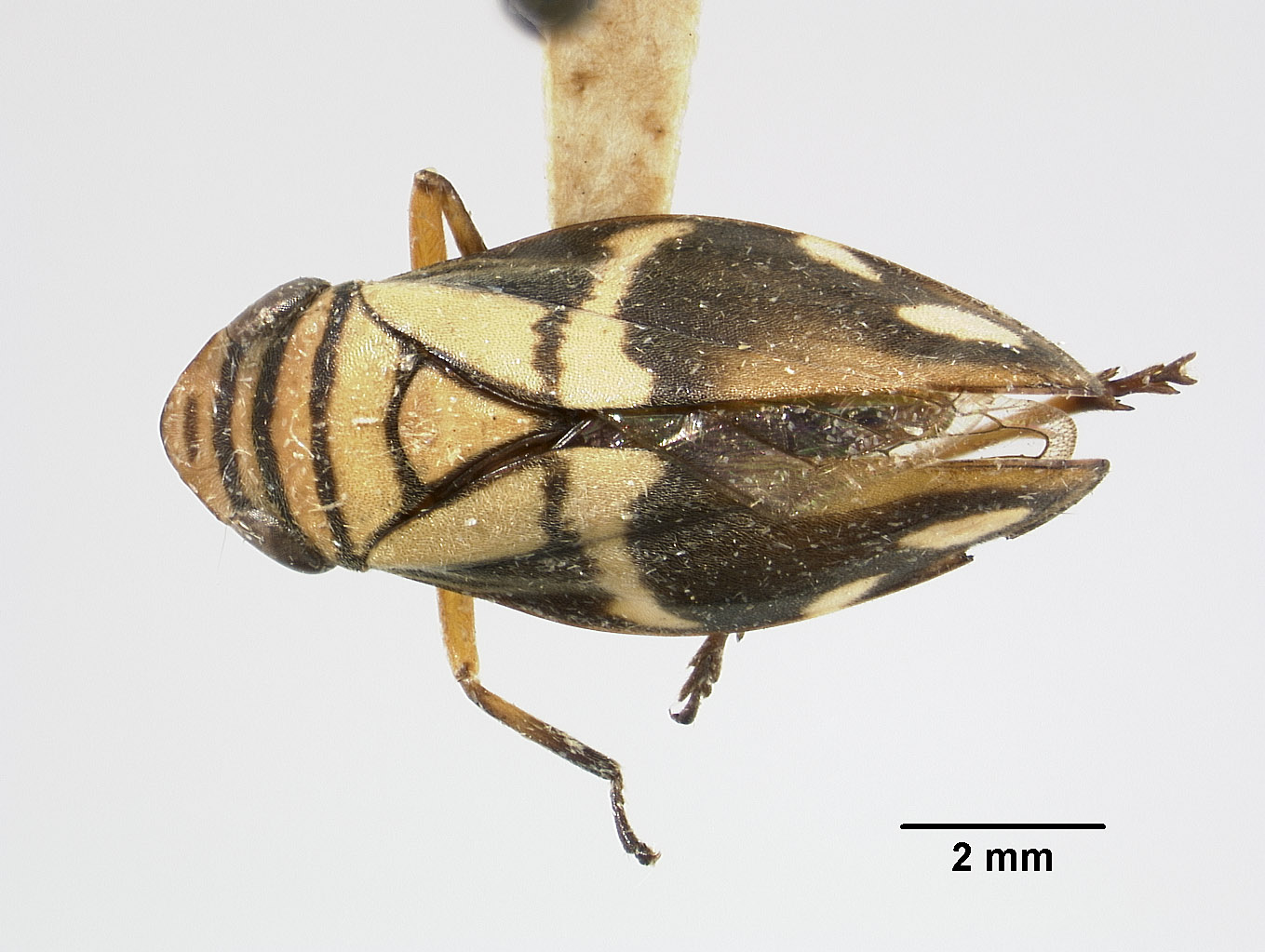 Clovia clitellaria image