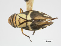 Clovia clitellaria image