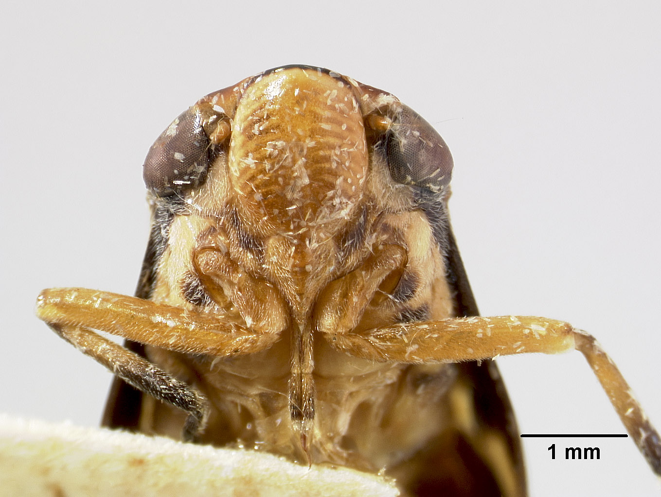Clovia clitellaria image