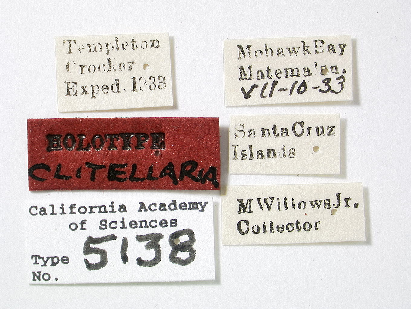 Clovia clitellaria image