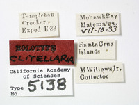 Clovia clitellaria image