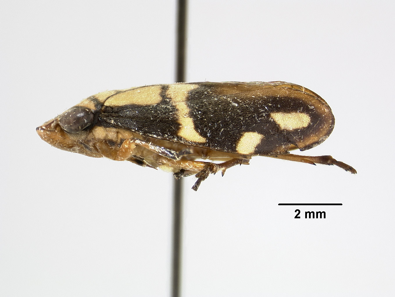 Clovia clitellaria image