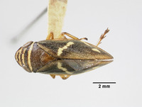 Clovia crockeri image