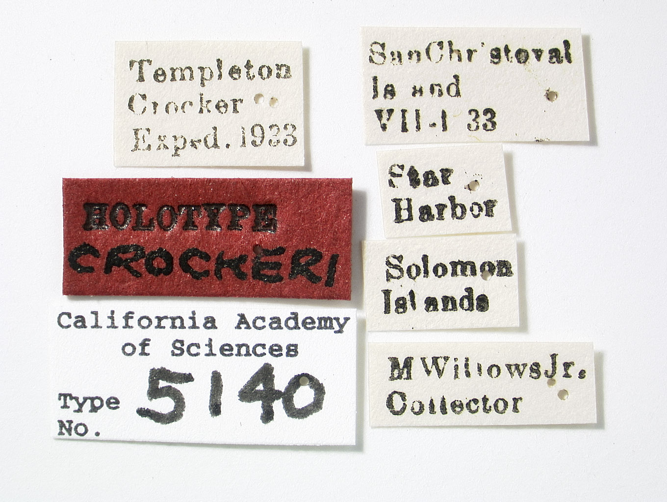 Clovia crockeri image