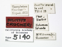 Clovia crockeri image