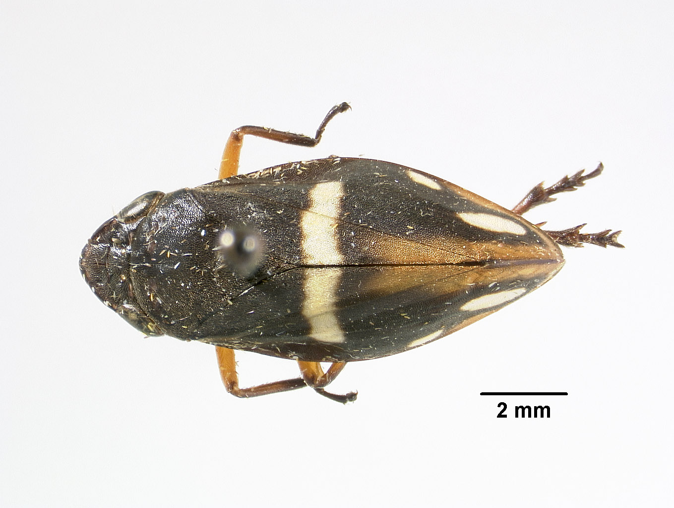 Clovia lugubris image