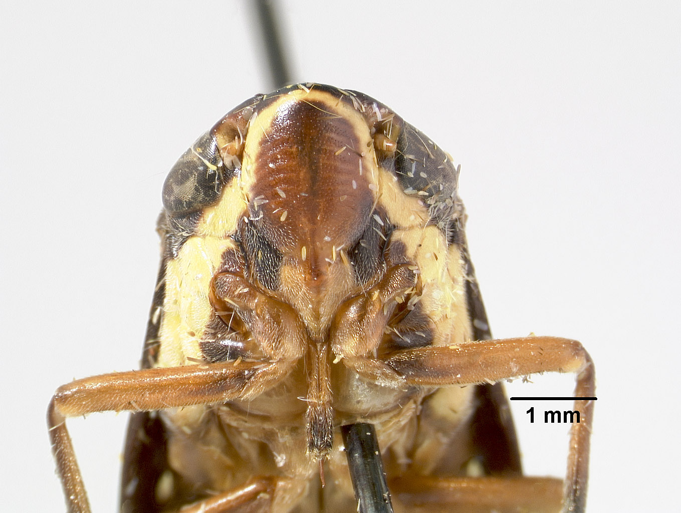 Clovia lugubris image