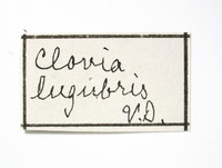 Clovia lugubris image