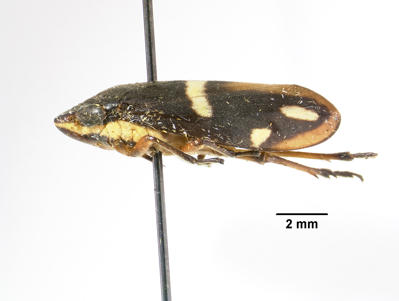 Clovia lugubris image