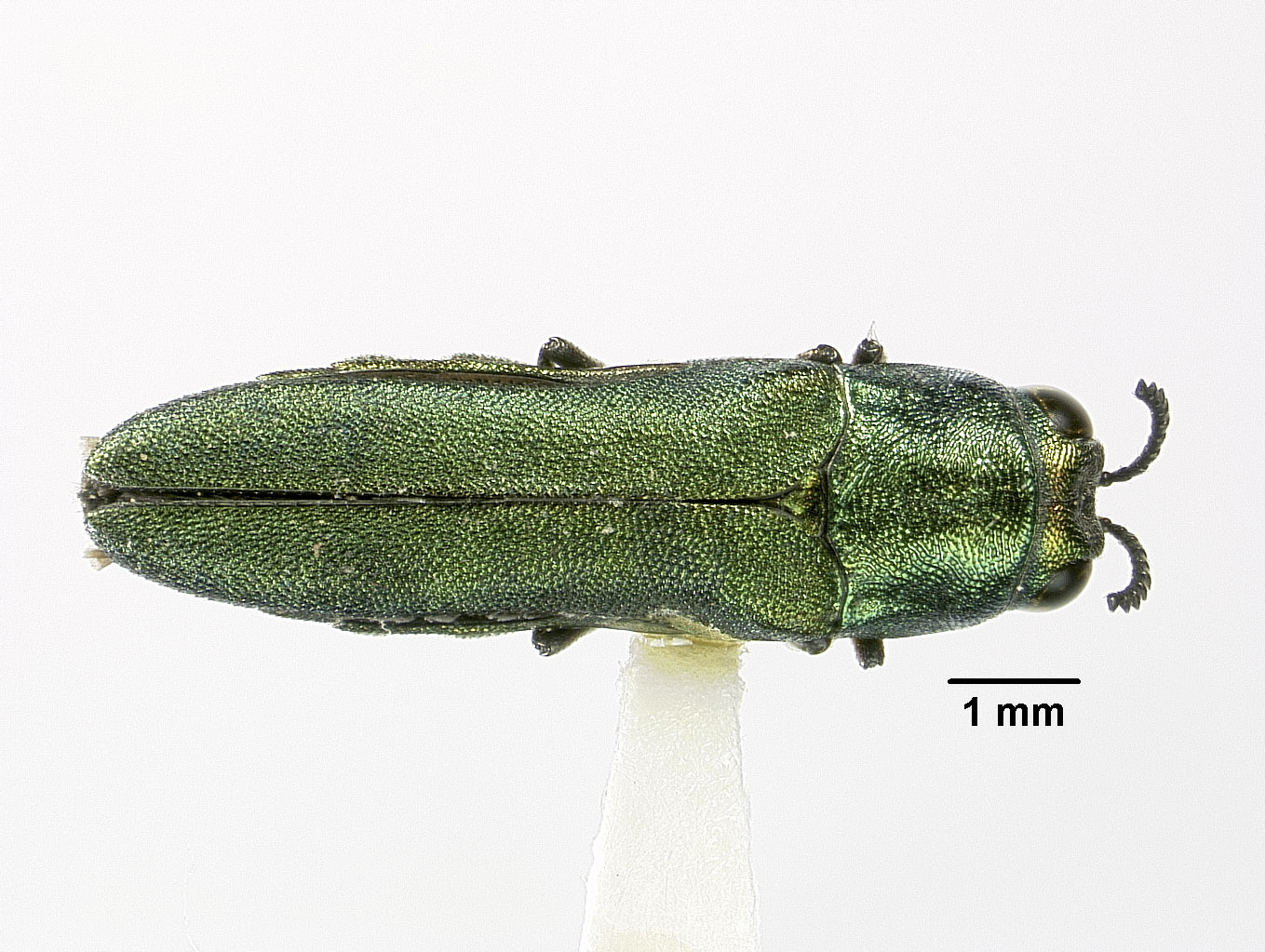 Agrilus chalcogaster image