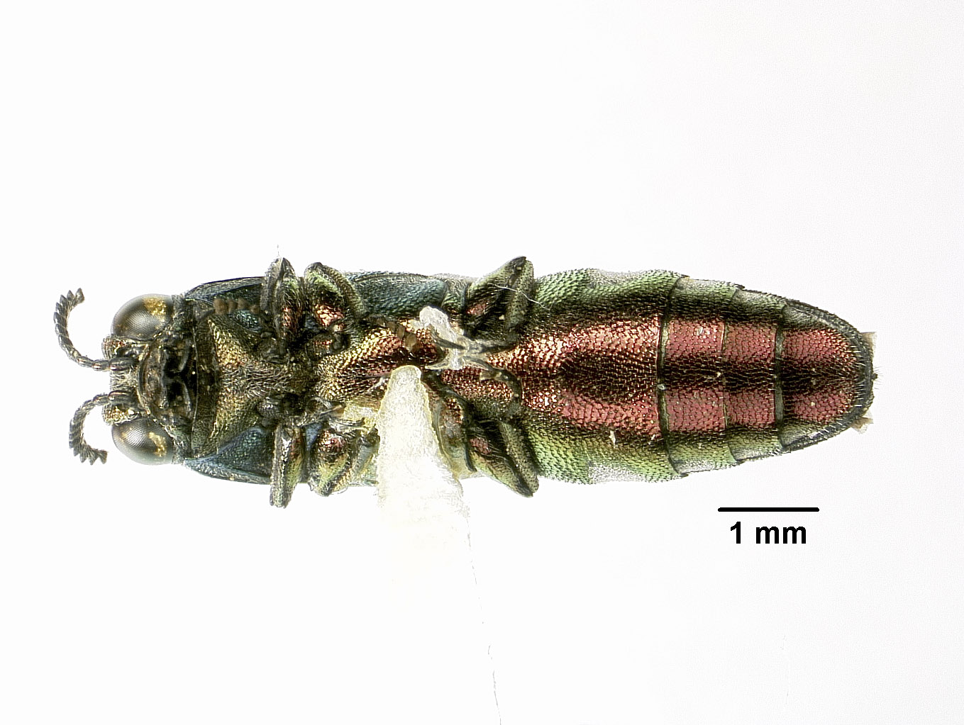 Agrilus chalcogaster image