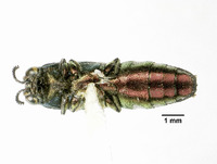 Agrilus chalcogaster image