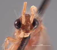 Chyphotes jugatus image