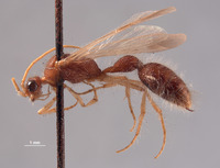 Chyphotes jugatus image