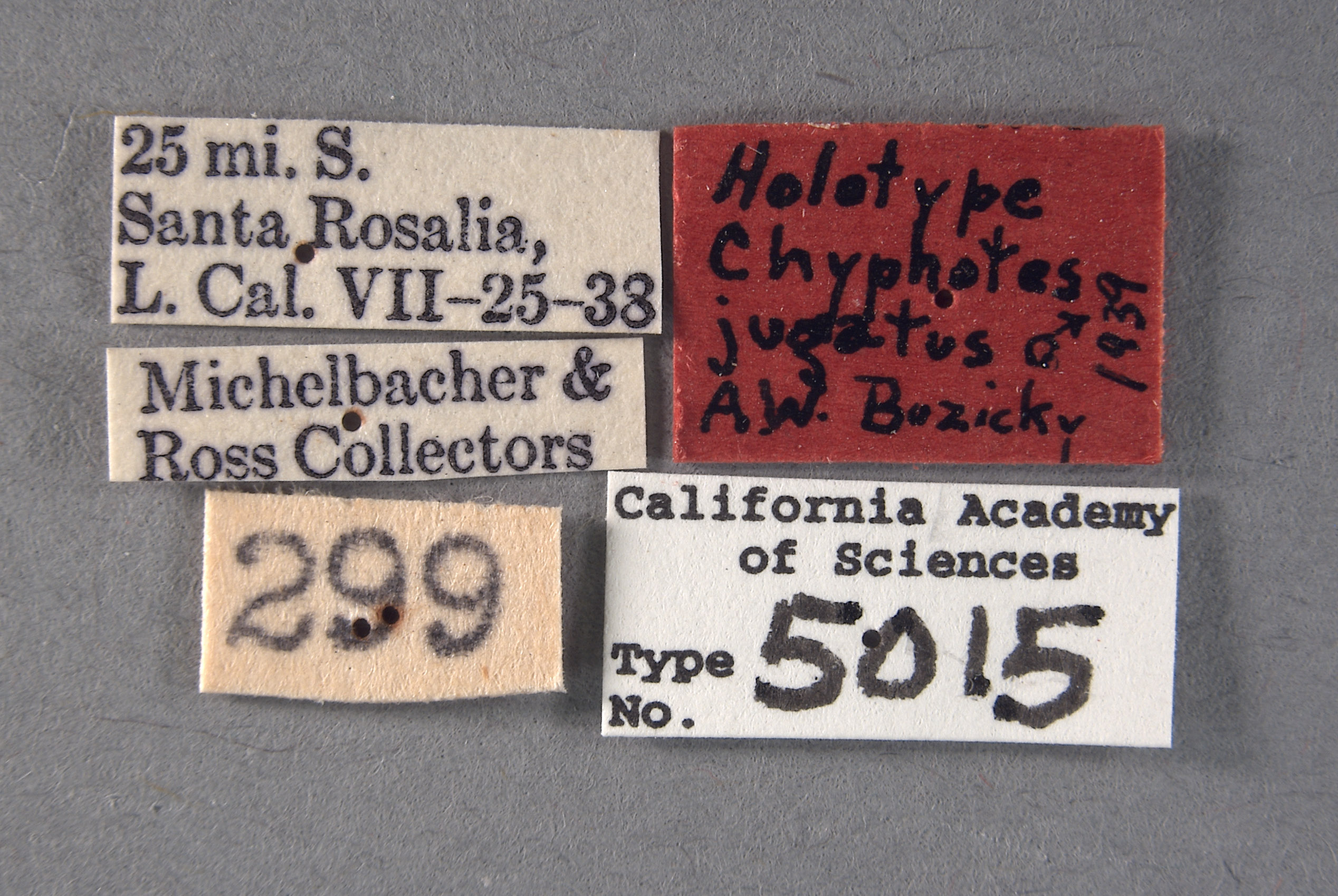 Chyphotes jugatus image