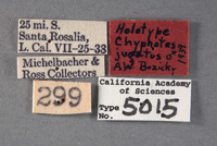 Chyphotes jugatus image