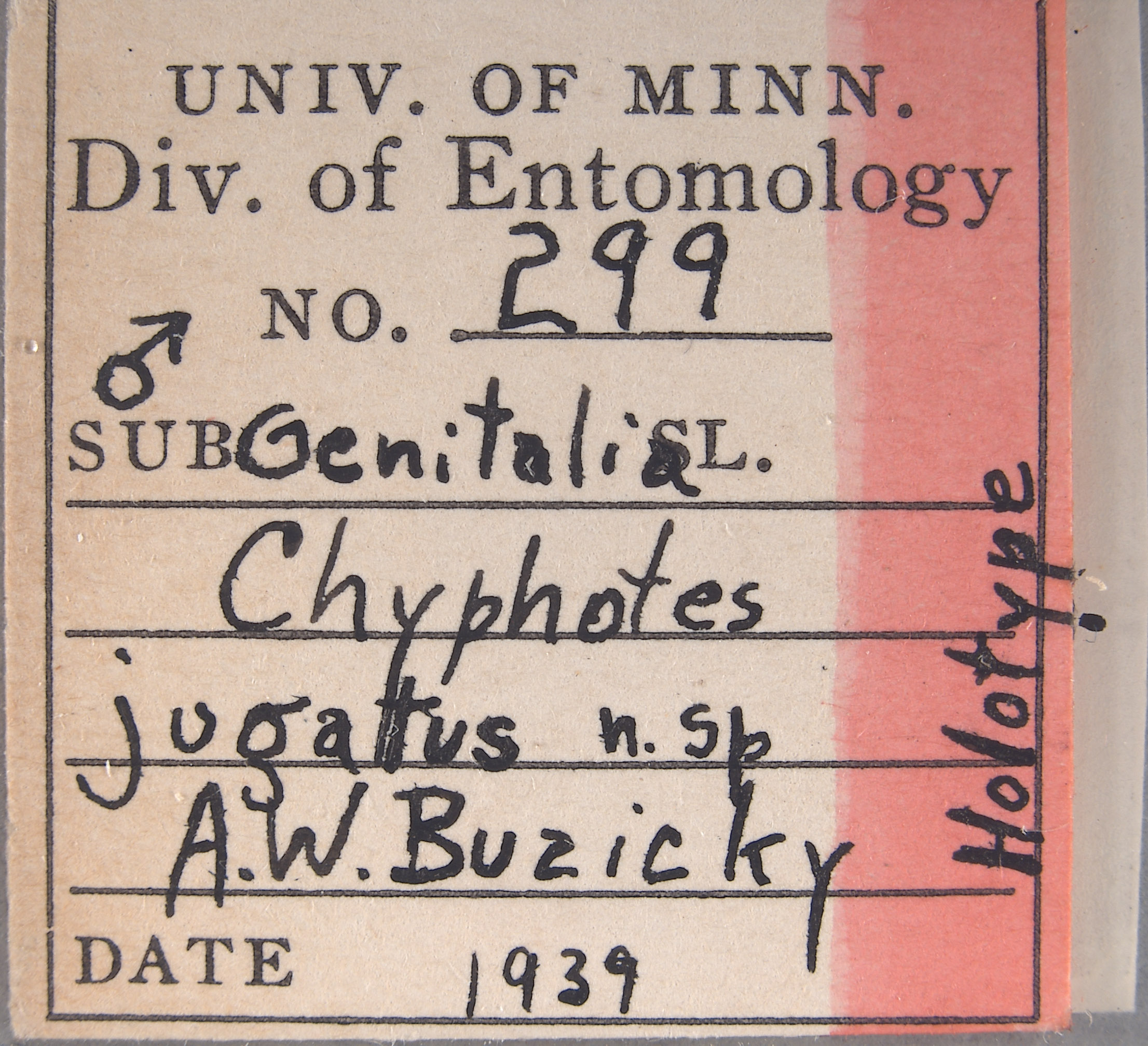 Chyphotes jugatus image
